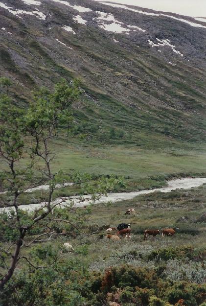 Nedre del af Stordalen, kort fr Gjendebu.