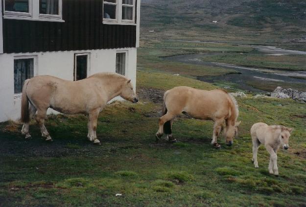 Idet topturen til Glittertind var glippet i frste omgang p.g.a. drligt vejr, krte jeg fra Gjendesheim til Randsverk, og herfra ca. 20 km p grusvej mod vest til den stlige grnse for Jotunheimen nationalpark. Herfra er der ca. 7-8 km til fods, ligeledes p grusvej, til Glitterheim, hvor fjordhestene var parate til at undersge bnede rygskke.